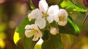 white flowers photo