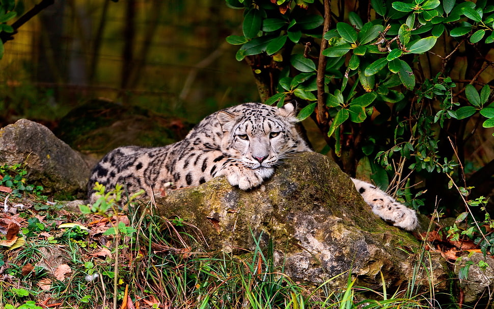 portrait of Leopard HD wallpaper