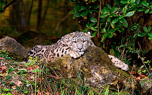 portrait of Leopard