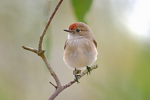 gray and red forehead bird perched on tree branch