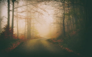 gray road in the middle of forest HD wallpaper