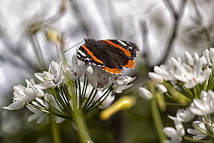 white Admiral butterfly on white petaled flower during daytime
