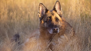 adult German shepherd, dog, German Shepherd, animals HD wallpaper