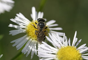 Honey Bee perched on white flower
