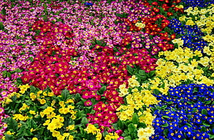 field of assorted colors flowers