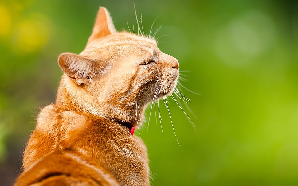 shallow focus photography orange tabby cat HD wallpaper