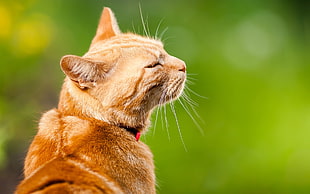 shallow focus photography orange tabby cat