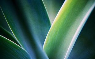 macroscopic photo of green plant HD wallpaper