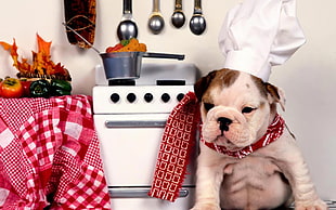 tan and white English Bulldog puppy with red and white apron and chef hat