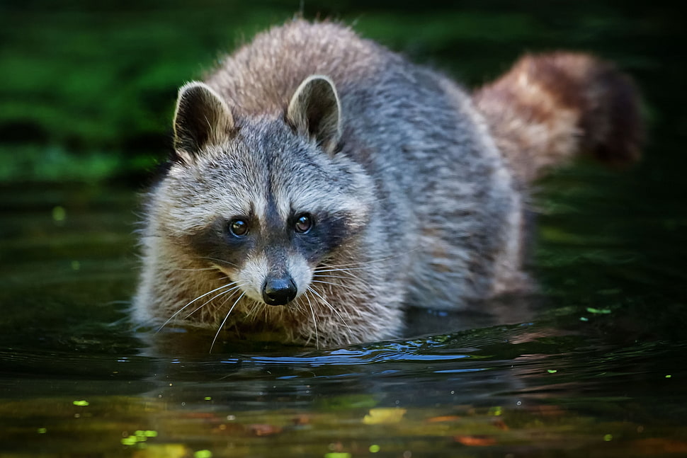 brown raccoon on body of water HD wallpaper