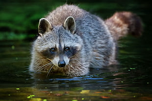 brown raccoon on body of water