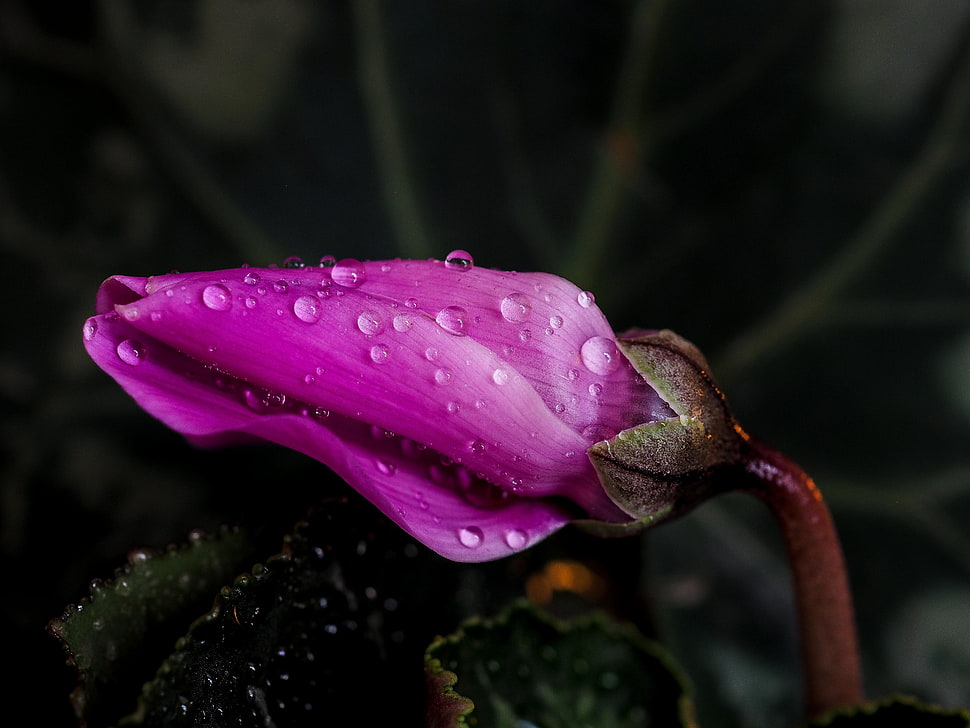 close-up photo of pink Cyclamen flower bud with dew drops HD wallpaper