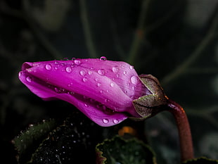 close-up photo of pink Cyclamen flower bud with dew drops
