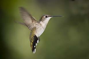 selective focus photography of grey and green Hummingbird