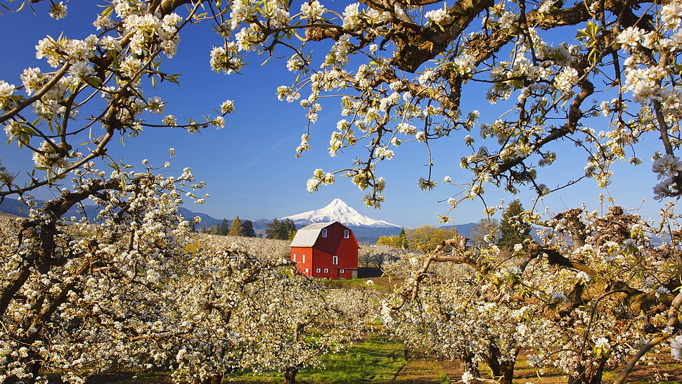 photo of cherry blossoms and red barn HD wallpaper