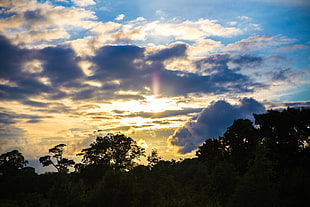 green leaf trees, Trees, Sunset, Sky