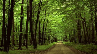 green forest trees, trees, road