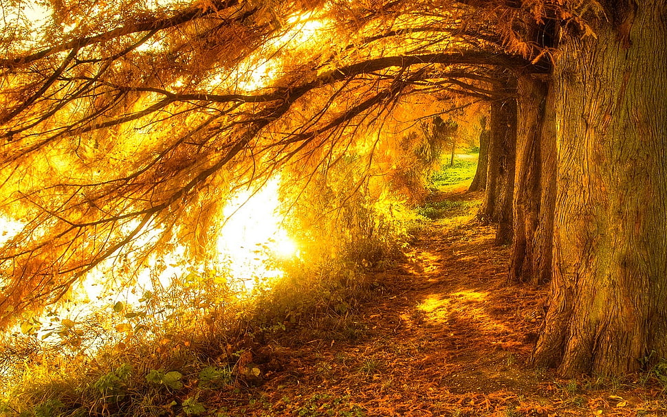 orange leafed trees, landscape, nature, fall, trees HD wallpaper