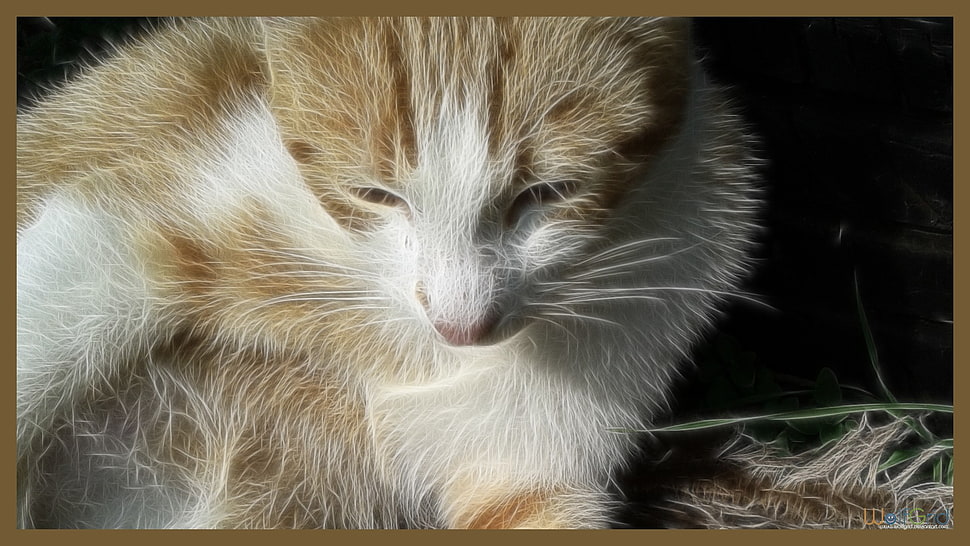 short-fur white and orange cat, cat HD wallpaper