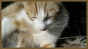 short-fur white and orange cat, cat
