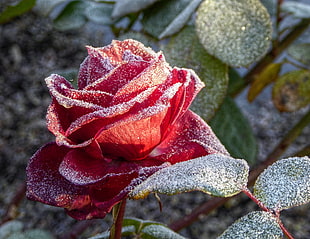 macro lens photo of red flower, rose
