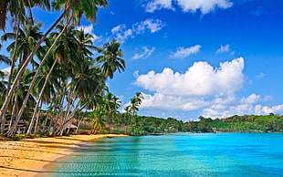sea near coconut trees, nature, landscape HD wallpaper