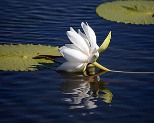 white flower on water body during daytme