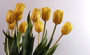 yellow Tulip flowers HD wallpaper