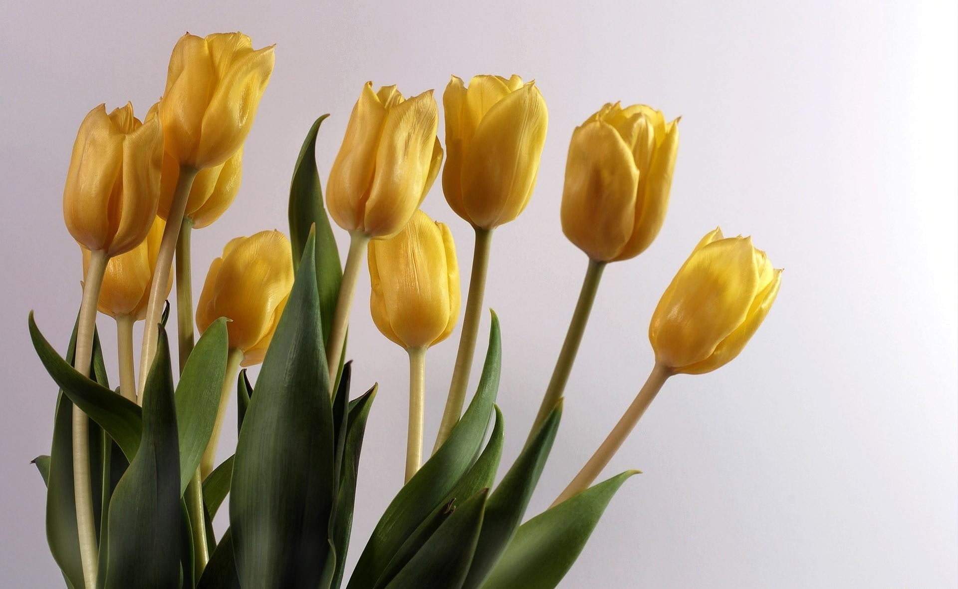 yellow Tulip flowers