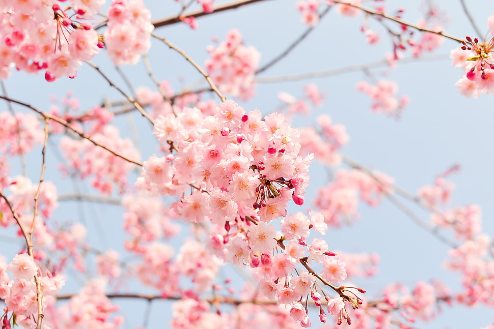 macro shot of cherry blossoms HD wallpaper