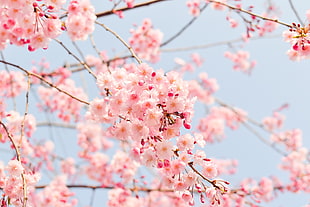 macro shot of cherry blossoms