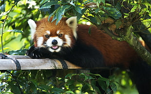 Red Panda animal HD wallpaper