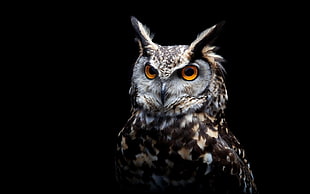 brown and white owl, owl, orange eyes, birds, black background