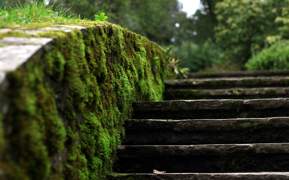 gray concrete stairs, stairs, moss HD wallpaper