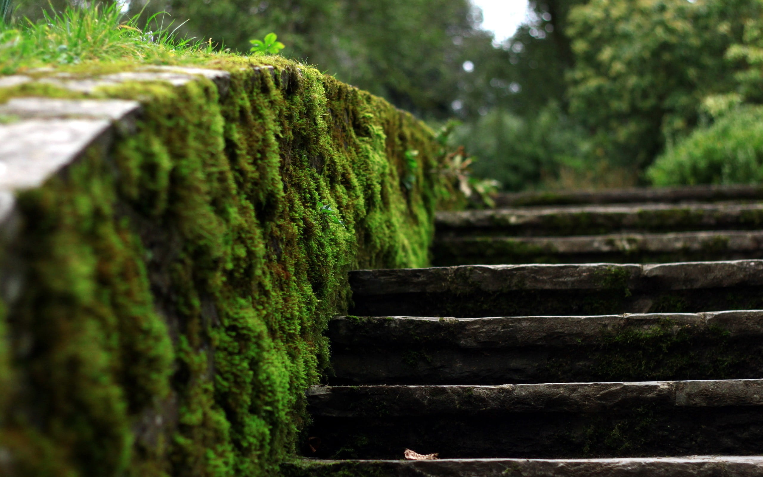 gray concrete stairs, stairs, moss