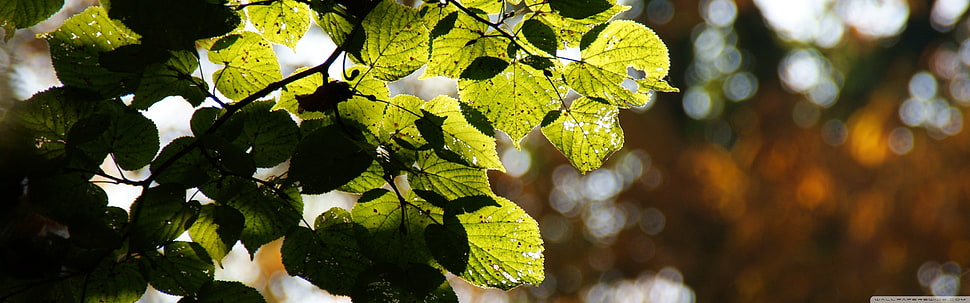 green leaves, nature, leaves HD wallpaper