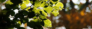 green leaves, nature, leaves