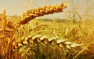 focus photo of brown wheat grain HD wallpaper