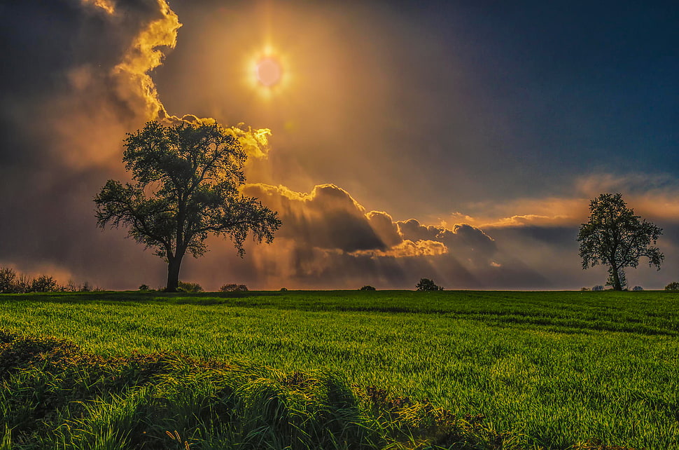trees on grass field under cloudy sky HD wallpaper