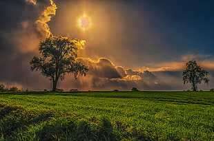 trees on grass field under cloudy sky