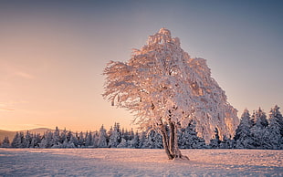 white and brown tree, winter, trees, nature, landscape HD wallpaper