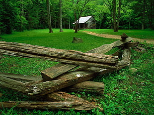 brown tree logs on green grass