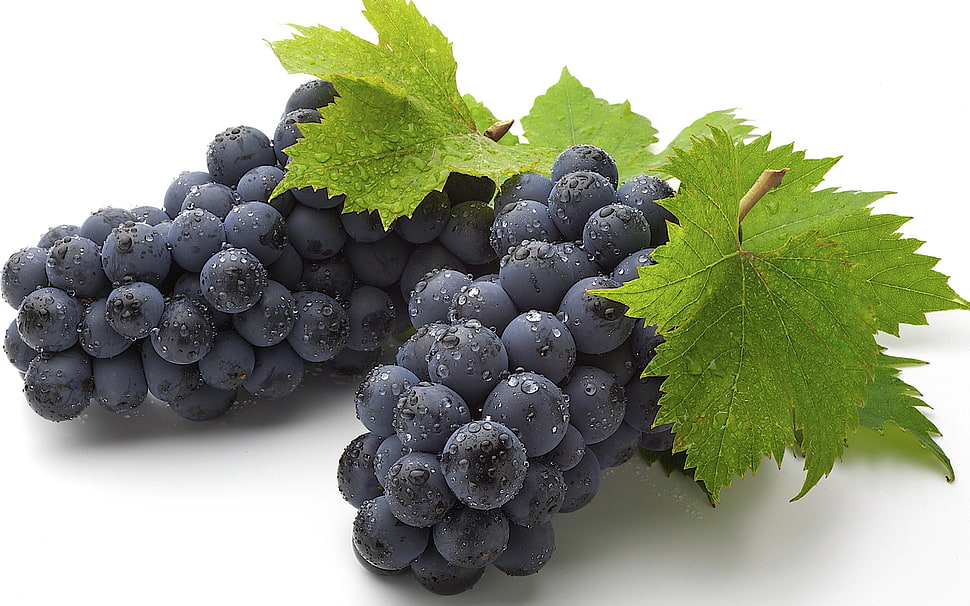 bunch of blue berries HD wallpaper