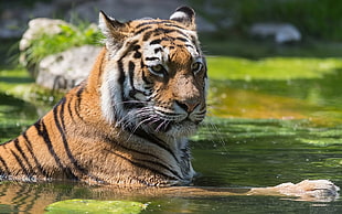 wildlife photography of tiger on water HD wallpaper
