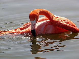 pink flamingo on water during daytime HD wallpaper