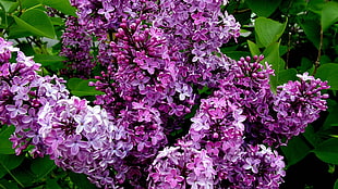 photography of purple flowers during daylight