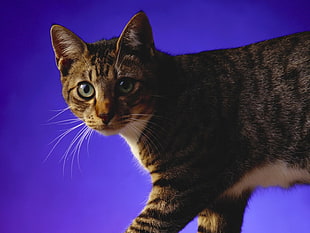 adult gray tabby cat HD wallpaper