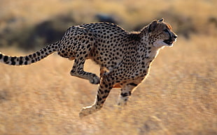 running cheetah during daytime