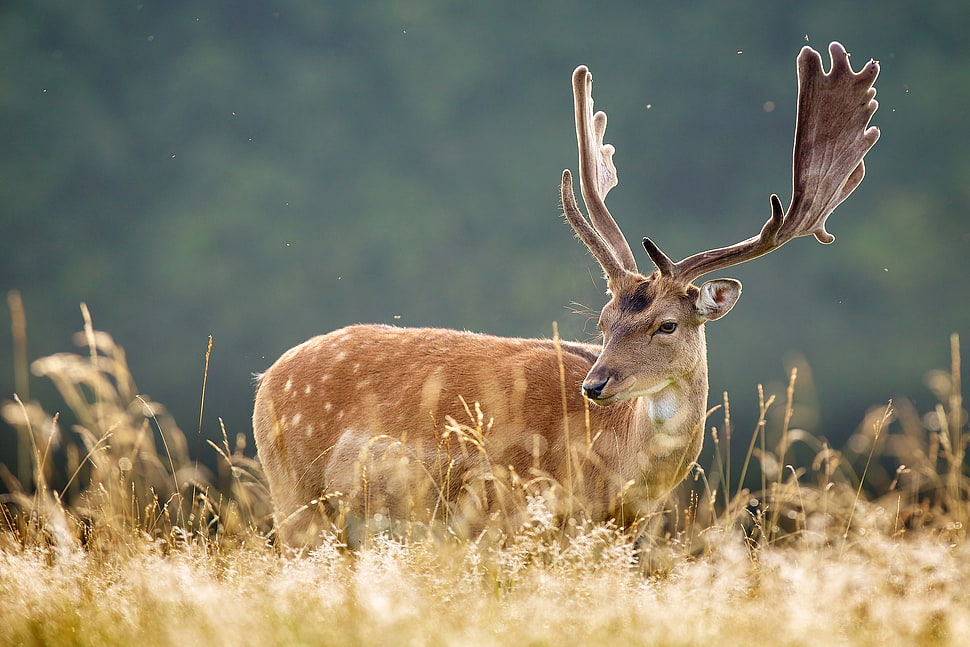 buck deer on forest HD wallpaper