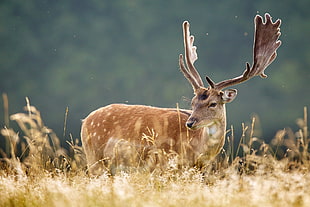buck deer on forest HD wallpaper